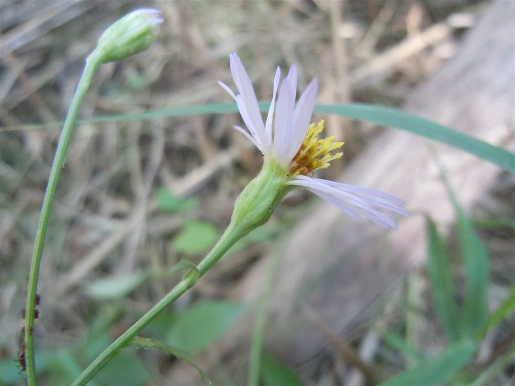 Asteracea da determinare
